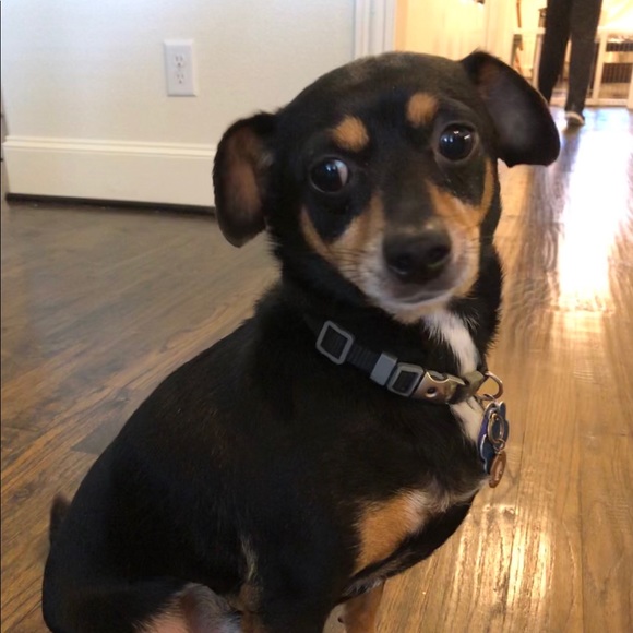 Meet your Posher, Kat - Picture 1 of 1